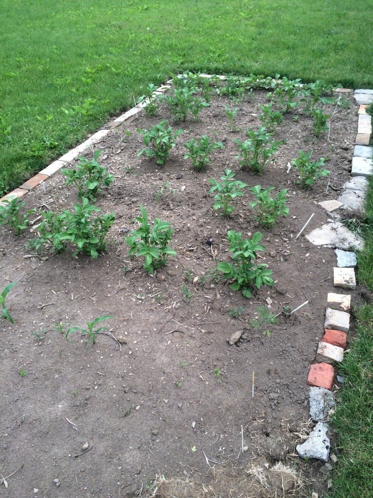 Things are looking good, except the things that disappeared after I planted them.